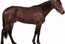 1916 dream about a horse peeing what it could indicate 220x150 - Dream About Horse Peeing On You – Analysis and Explanation