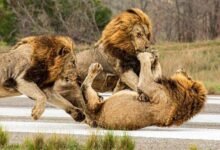 1947 dream about lions attacking understanding its implications 220x150 - Dream About A Giant Lion – Analysis and Explanation