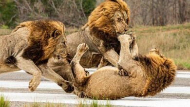 Dream About Lions Attacking – Understanding Its Implications