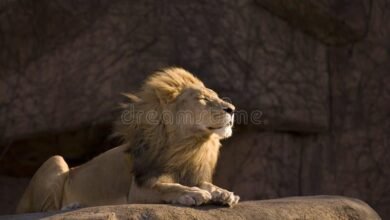 Dream About A Peaceful Lion – Decoding the Message