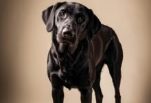 1974 dream about a black dog biting my hand spiritual and psychological insights 220x150 - Dream About Dogs Mating – Analysis and Explanation