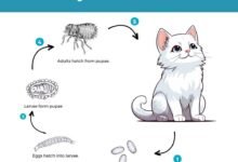 1999 dream about cat with fleas spiritual and psychological insights 220x150 - Dream About Cat Biting Neck – What It Could Indicate