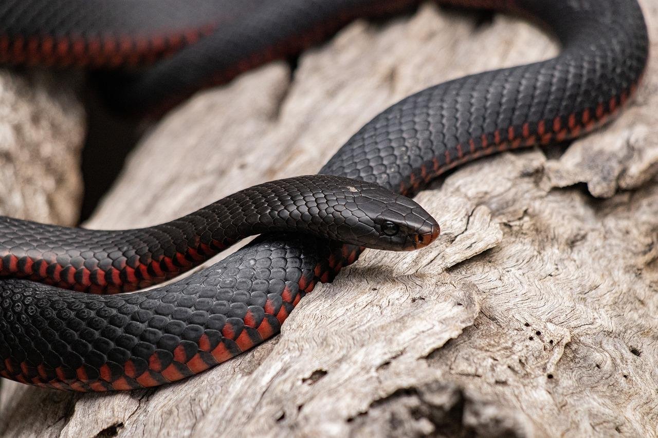 1 1280 - Dream About Red Snake In Islam – Spiritual and Psychological Insights