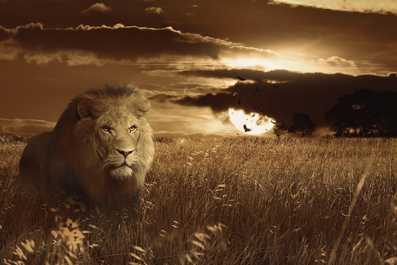 1 1280.jpg66f2cba99a943 - Dream About Lion Attacking You – Spiritual and Psychological Insights