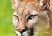 2053 dream about fighting a mountain lion understanding its implications 220x150 - Dream About A Lion Killing Someone – Spiritual and Psychological Insights