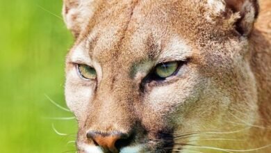 Dream About Fighting A Mountain Lion – Understanding Its Implications