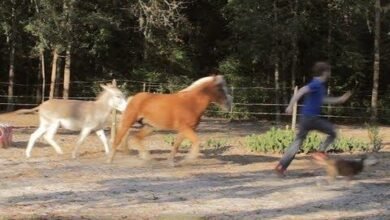 Dream About Horse Chasing Me – Hidden Messages and Insights