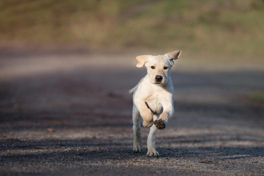20x614 - Dream About Dogs Chasing In Islam – Symbolism and Significance