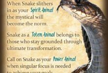 2105 dream about snake spitting venom symbolism and significance 220x150 - Dream About Snake Attacking Me – Understanding Its Implications