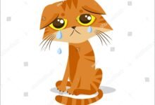 2116 dream about cat crying spiritual and psychological insights 220x150 - Dream About Snake And Cat – Spiritual and Psychological Insights