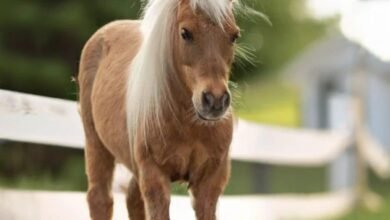 Dream About Little Horse – Understanding Its Implications