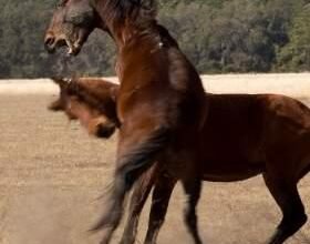 Dream About Horse Attacking Me – Understanding Its Implications