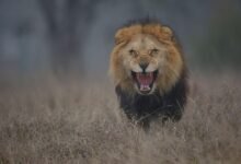 2152 dream about being attacked by a lion exploring the meaning 220x150 - Dream About Lion Chasing Me Islam – Spiritual and Psychological Insights