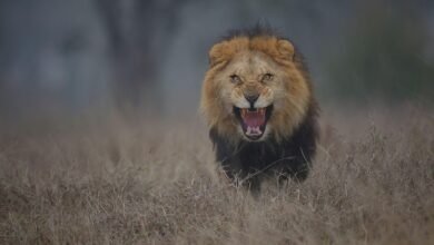 Dream About Being Attacked By A Lion – Exploring the Meaning