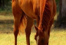 2171 dream about orange horse understanding its implications 220x150 - Why Did I Dream About Horses – Hidden Messages and Insights