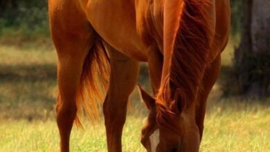 Dream About Orange Horse – Understanding Its Implications