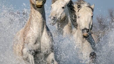 Dream About Charging Horses – Causes and Interpretations