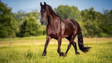 Dream About Brown Horse Islam – Spiritual and Psychological Insights