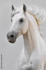 2309 dream about white horse in islam what it could indicate 199x300 - Dream About White Horse Running Away – Causes and Interpretations