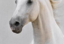 2309 dream about white horse in islam what it could indicate 220x150 - Dream About Riding A Horse In Islam – Hidden Messages and Insights