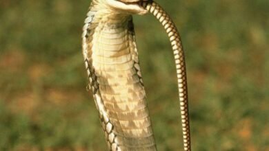 Dream About Snake Eating Another Snake – Understanding Its Implications