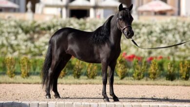 Dream About Miniature Horse – Symbolism and Significance