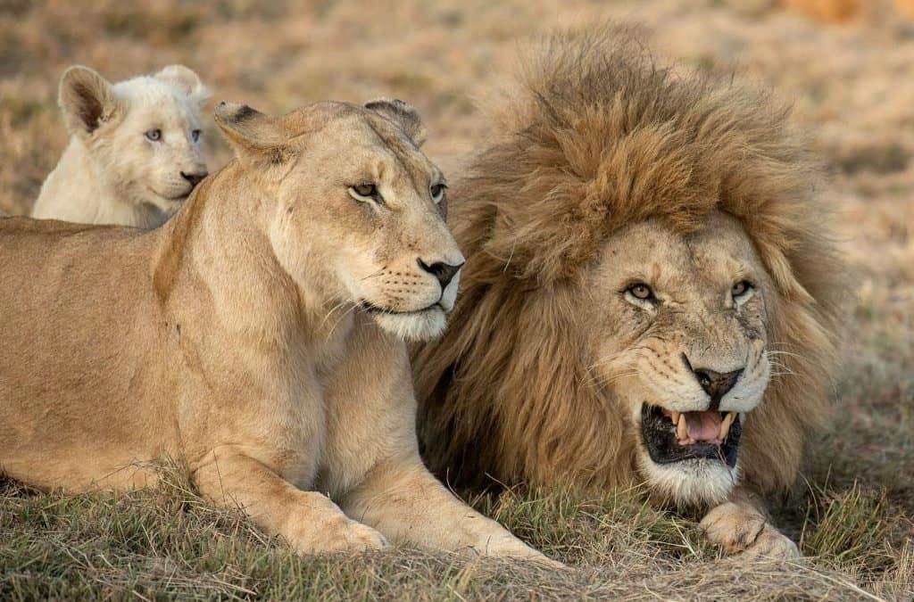 24x675 - Dream About Female Lion In House – Causes and Interpretations