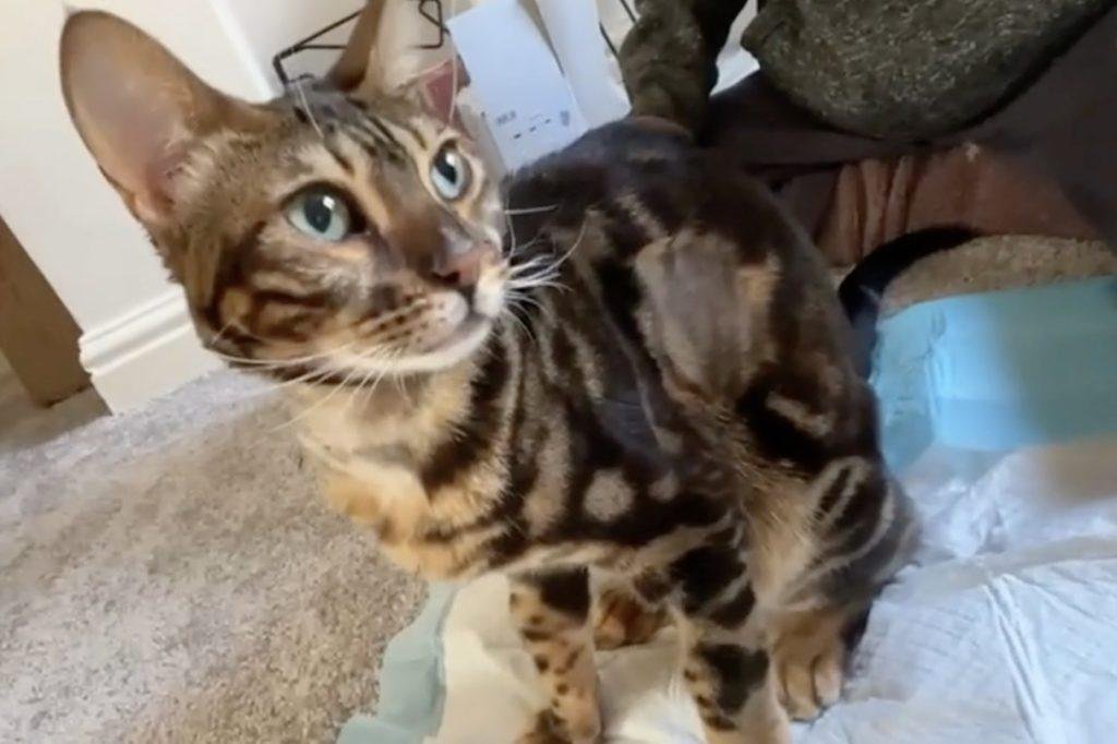 24x682 - Dream About Cat Coming Back To Life – Hidden Messages and Insights