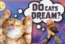 258 dream about cat and rat spiritual and psychological insights 220x150 - Dream About Black Cat In House – Analysis and Explanation