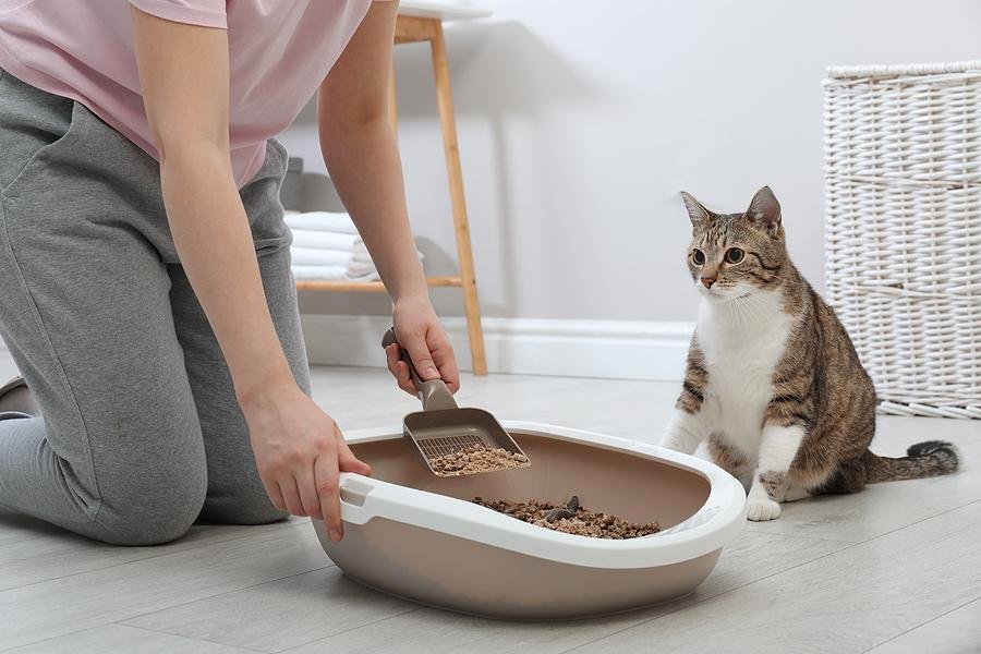 274461 - Dream About Cleaning Cat Litter – Understanding Its Implications