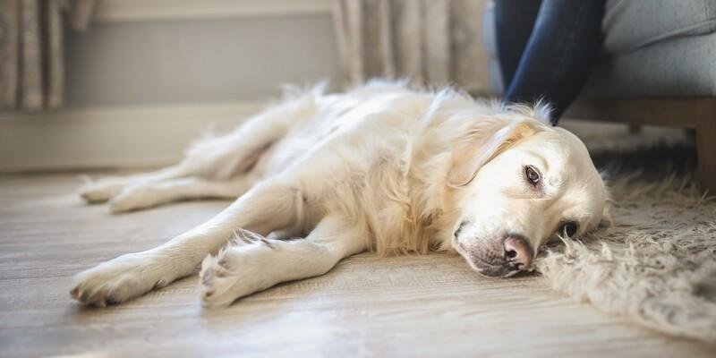 281 29.jpg66ed72536bcf2 - Dream About Dog Death – Spiritual and Psychological Insights