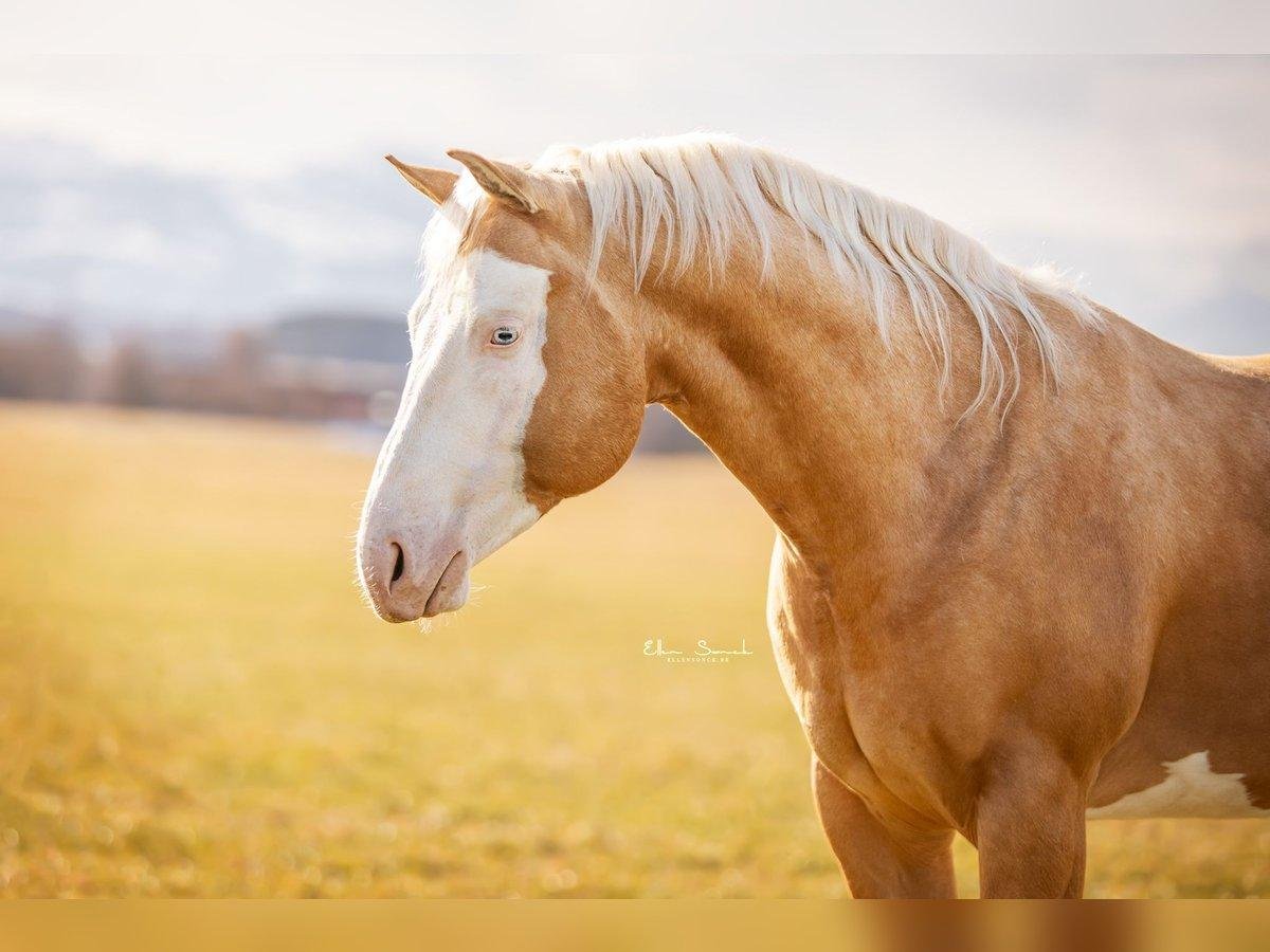 2dcfe0 - Dream About Seeing A Horse – Exploring the Meaning