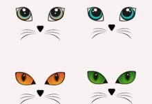 329 dream about cat eyes exploring the meaning 220x150 - Dream About Cat Changing Color – What It Could Indicate