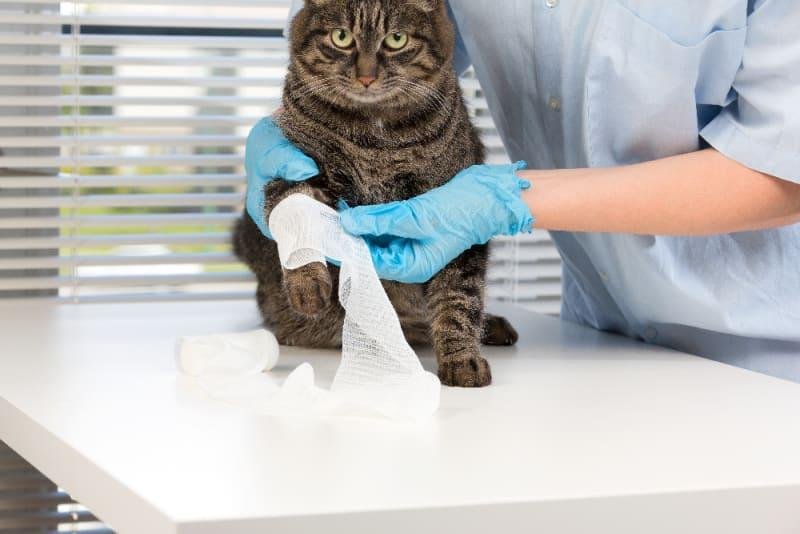 33 800.jpg66f62ebb24da7 - Dream About Cat Getting Hurt – What It Could Indicate