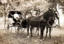 334 dream about horse and buggy what it could indicate 220x150 - Dream About Horse Black – What It Could Indicate