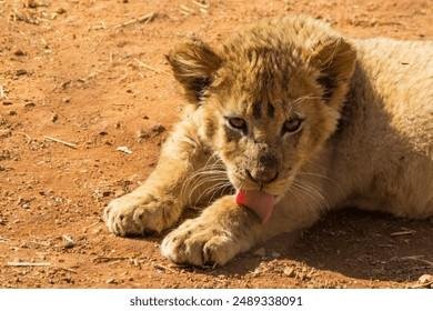 338091 - Dream About Lion Licking My Hand – Analysis and Explanation