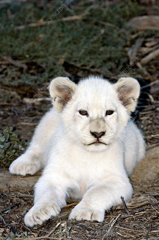 340720 - Dream About A White Lion Cub – What It Could Indicate