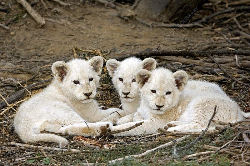 340722 - Dream About A White Lion Cub – What It Could Indicate