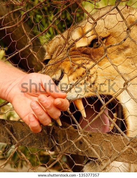 377357 - Dream About Lion Biting Hand – Exploring the Meaning