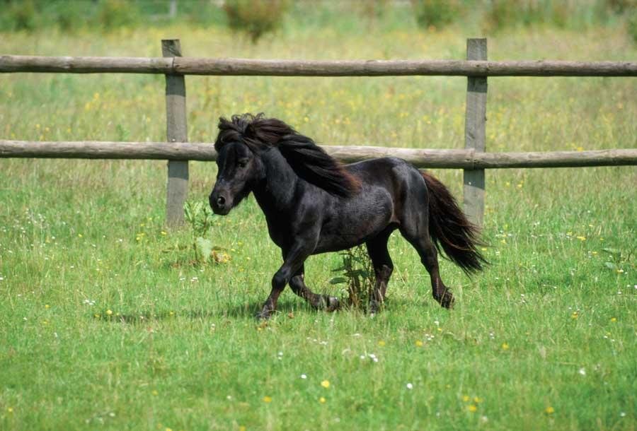 3883 1 - Dream About Little Horse – Understanding Its Implications