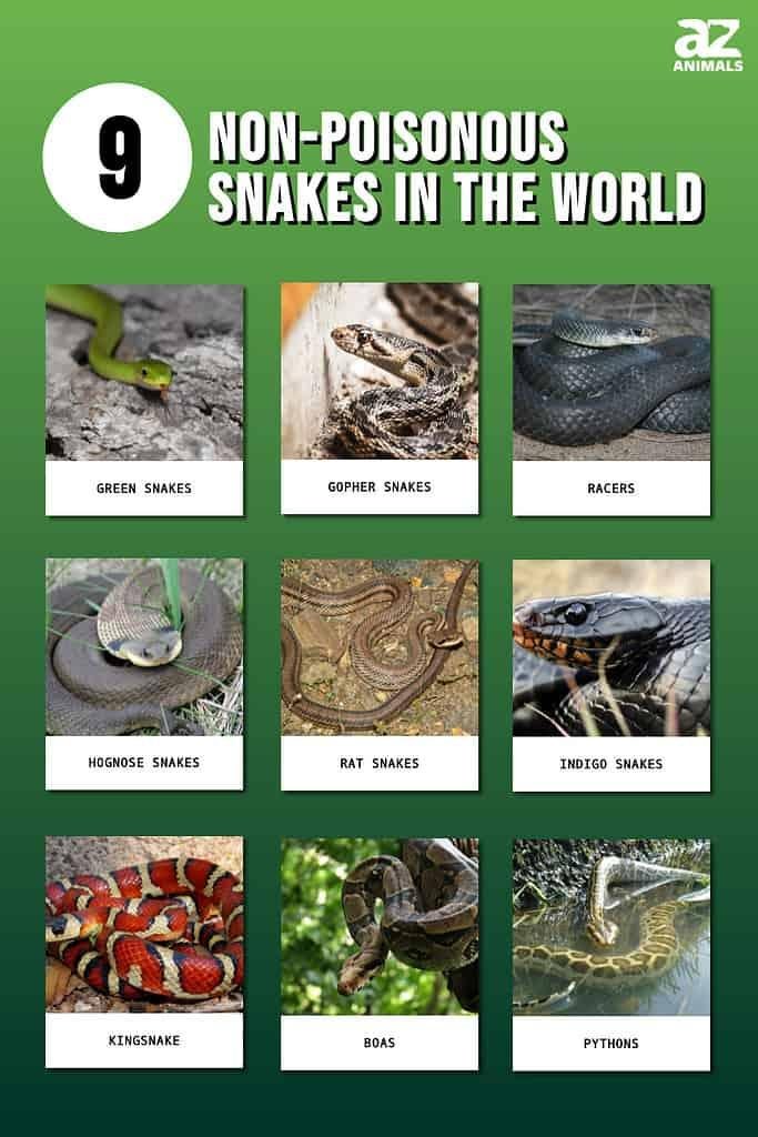 3x1024 - Dream About Non Venomous Snakes – Hidden Messages and Insights