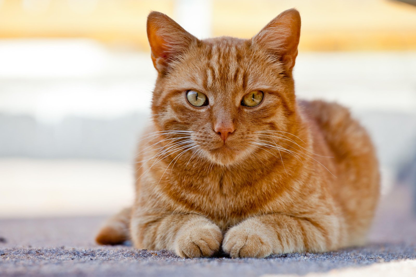 438826 - Dream About Orange Cat – Symbolism and Significance