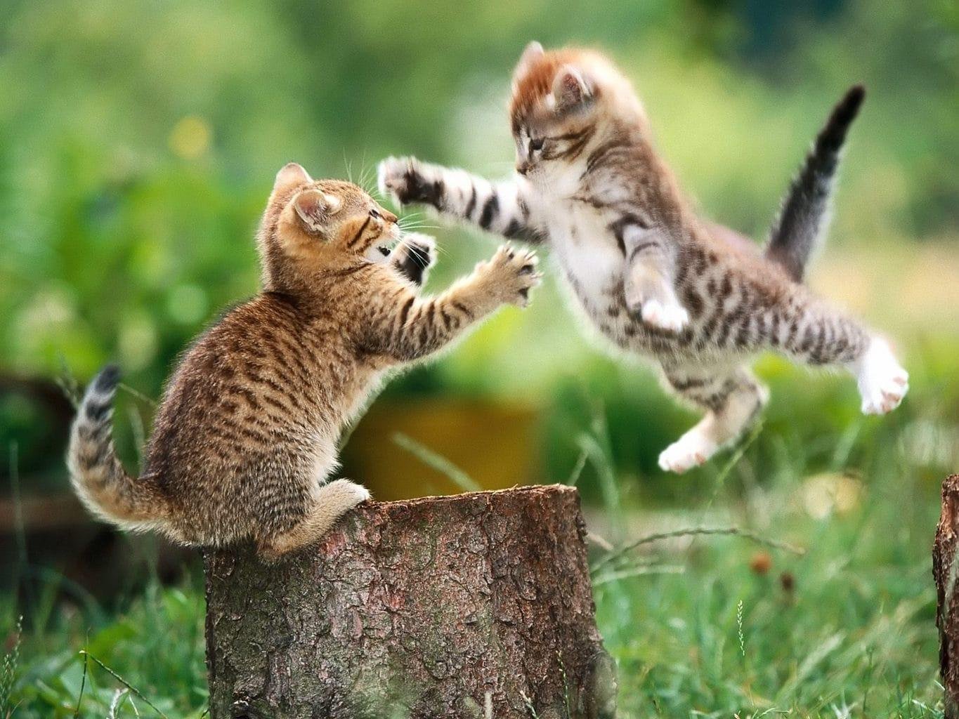 456.jpg66faaf46516d0 - Dream About Getting Attacked By A Cat – Causes and Interpretations