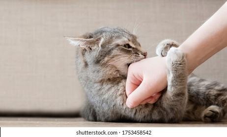 458542 - Dream About Cat Attacking My Hand – What It Represents