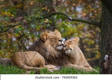 459365 - Dream About Cuddling A Lion – Analysis and Explanation