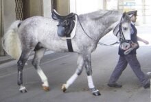 518 dream about grey horse what it could indicate 220x150 - Dream About Two Horses – Causes and Interpretations