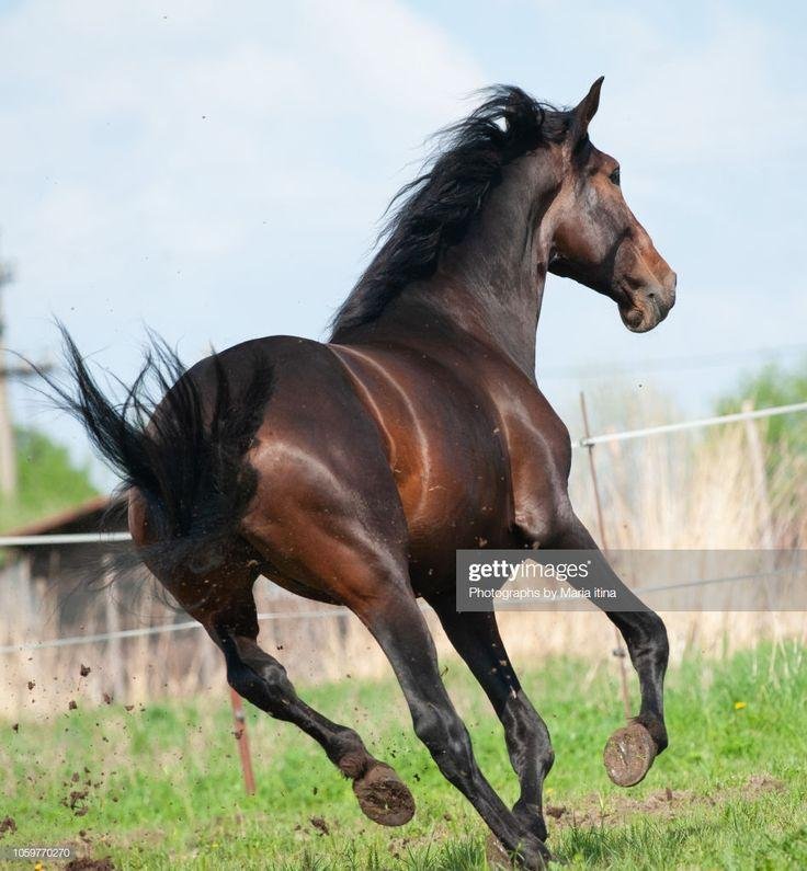 5286c5 - Dream About A Horse Running Away – Causes and Interpretations