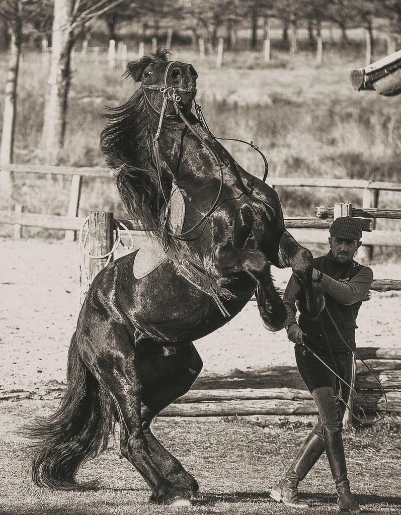 5346 b - Dream About Uncontrollable Horse – Exploring the Meaning