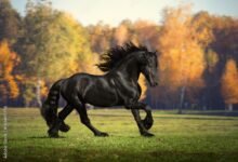 582 dream about black horse islam what it represents 220x150 - Why Did I Dream About Horses – Hidden Messages and Insights