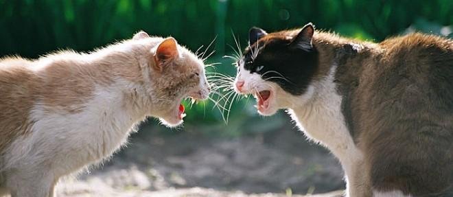 60x287.jpg66f99c7a18559 - Dream About 2 Cats Fighting – What It Could Indicate